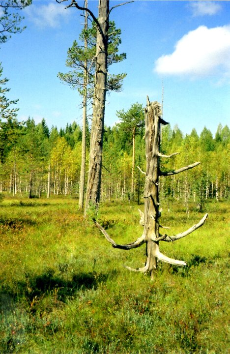 Судьба дерева.jpg
