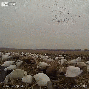 11377562.gif