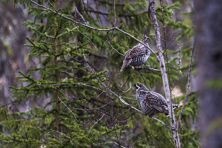 M25A13129.jpg (350.29 КБ) 5010 просмотров M25A13129.jpg