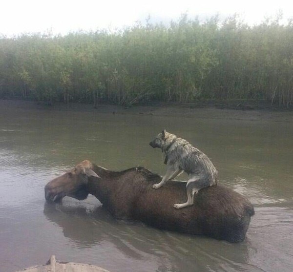 лось.jpg