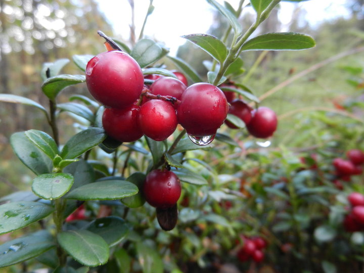 DSCN3615.jpg