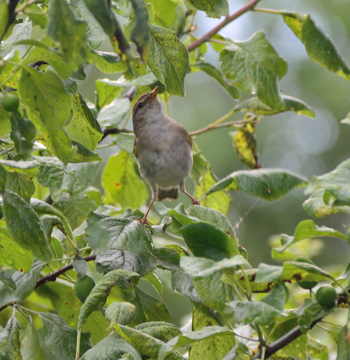 DSC_2417.JPG