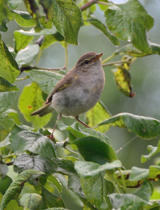 DSC_2422.JPG