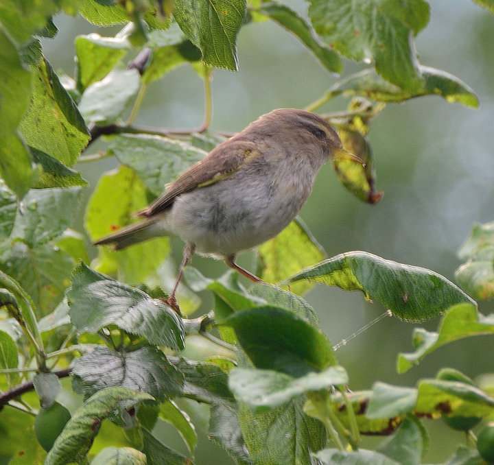 DSC_2423.JPG