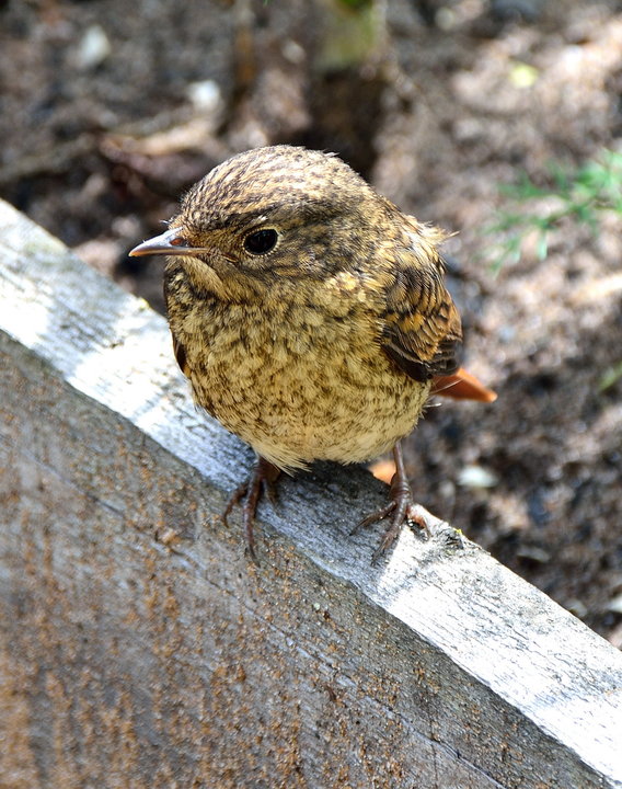 DSC_2477.jpg