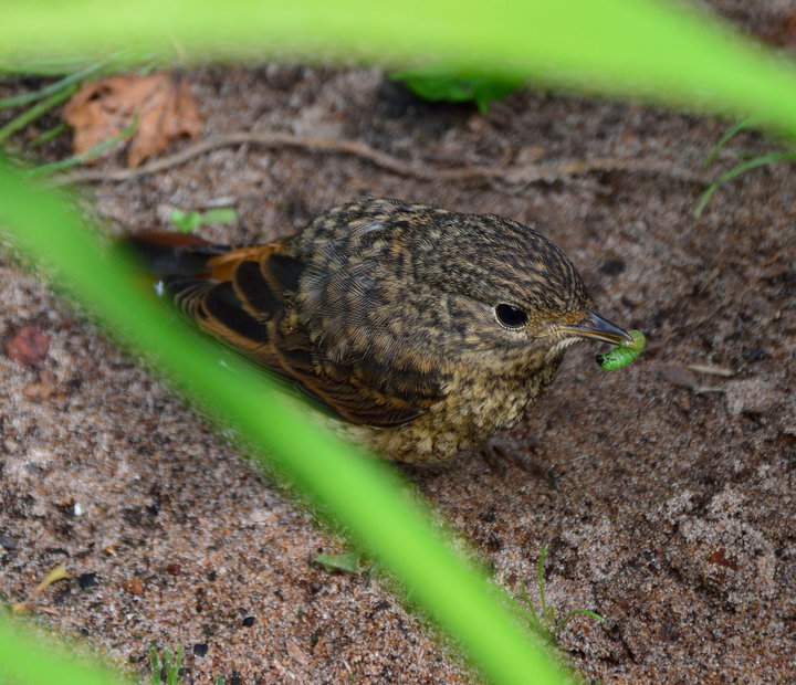 DSC_2485.jpg
