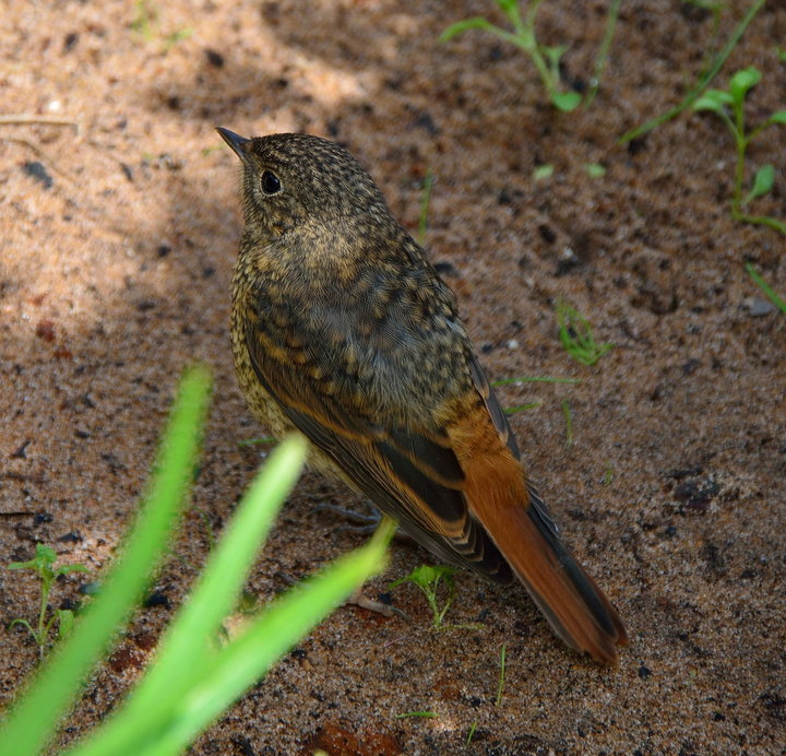 DSC_2494.jpg