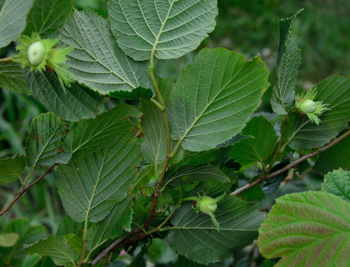 DSC_2437.jpg