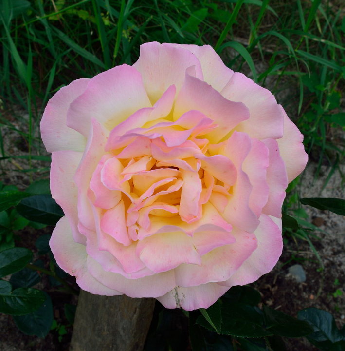 DSC_2762.jpg