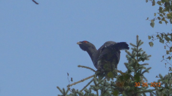 DSC00437.JPG