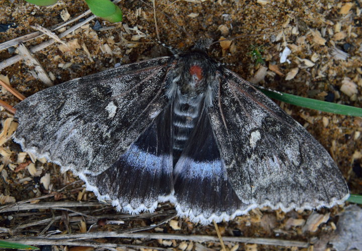 DSC_2896.jpg