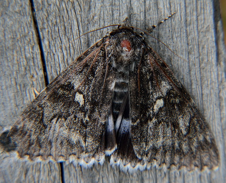 DSC_2901.jpg