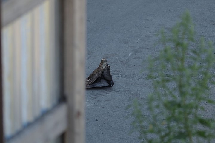 KMK_0865.jpg