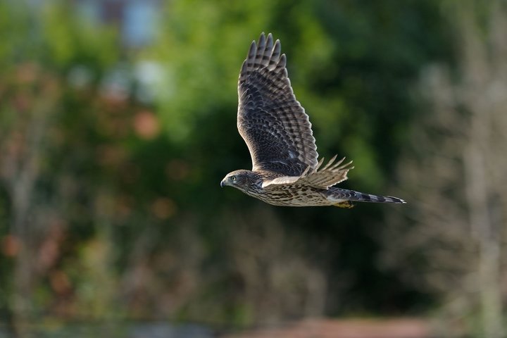 KMK_0215-1.jpg