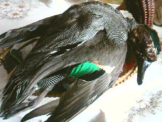 (e)(e)SP_A1160.jpg