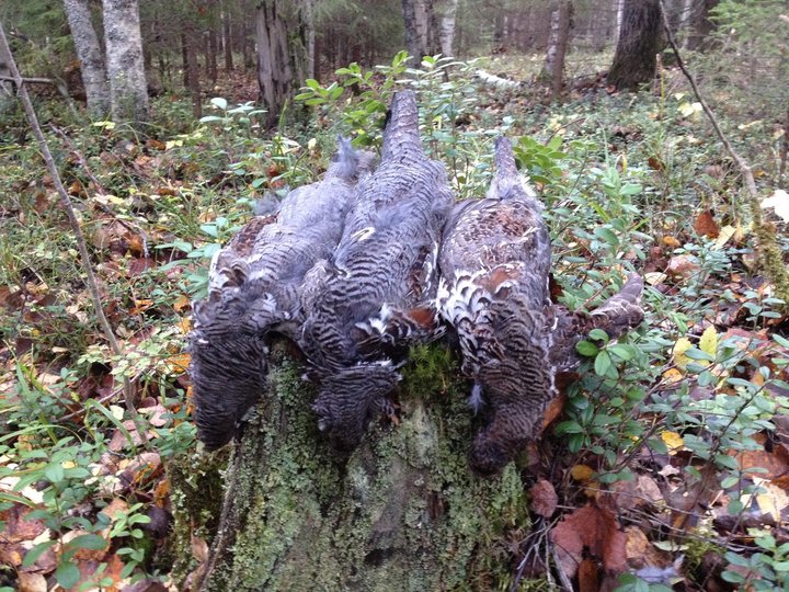 IMG_0687.jpg (461.46 КБ) 3171 просмотр IMG_0687.jpg