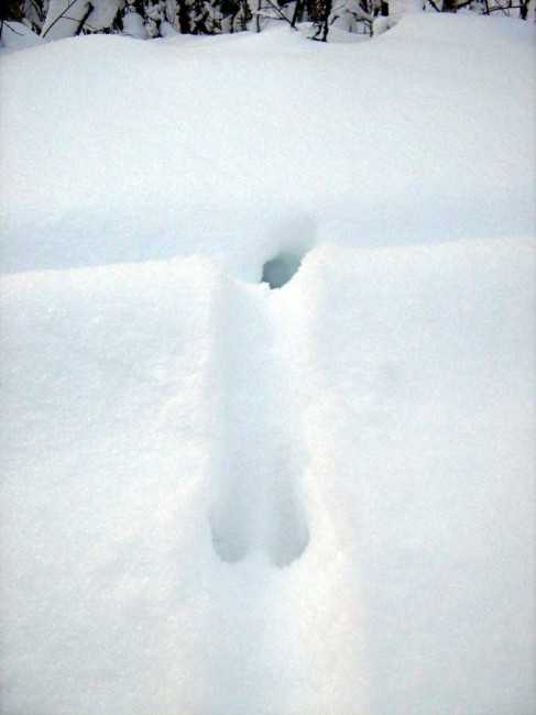 sled03.jpg