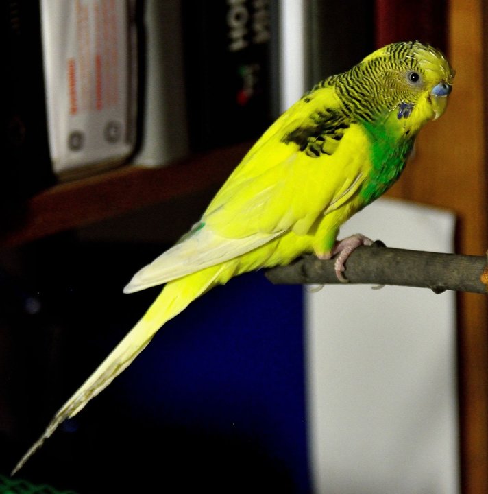 DSC_2954.JPG
