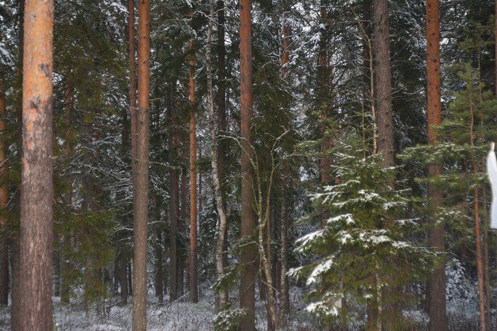 DSC_2960.JPG