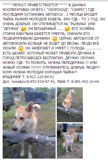 Собака 1.png