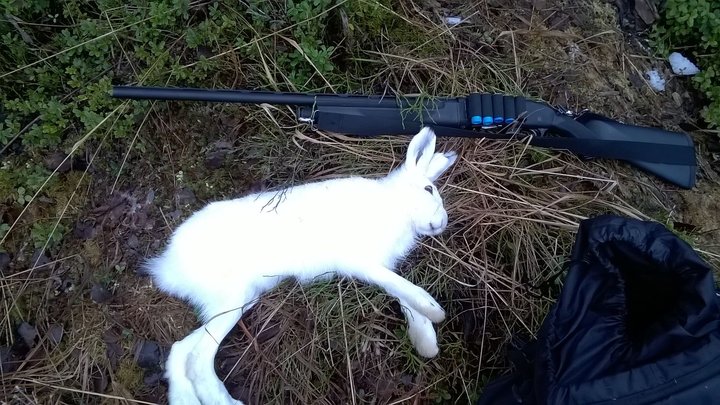 Зайчик
