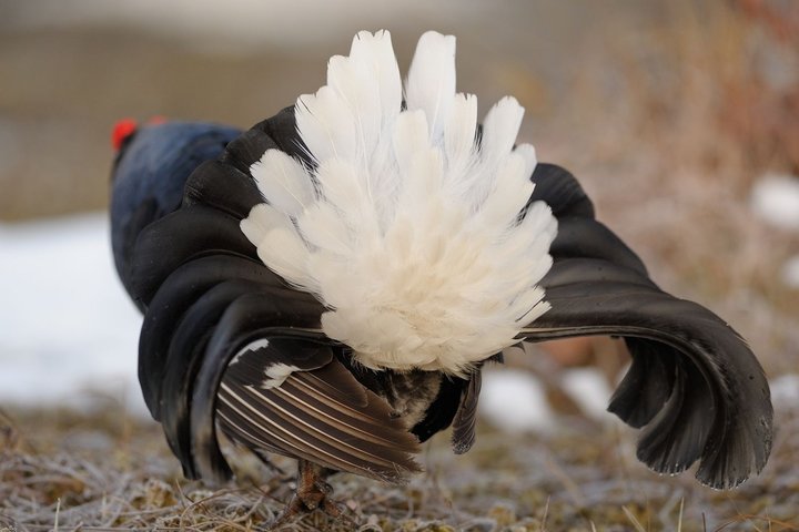 DSC_9534.jpg