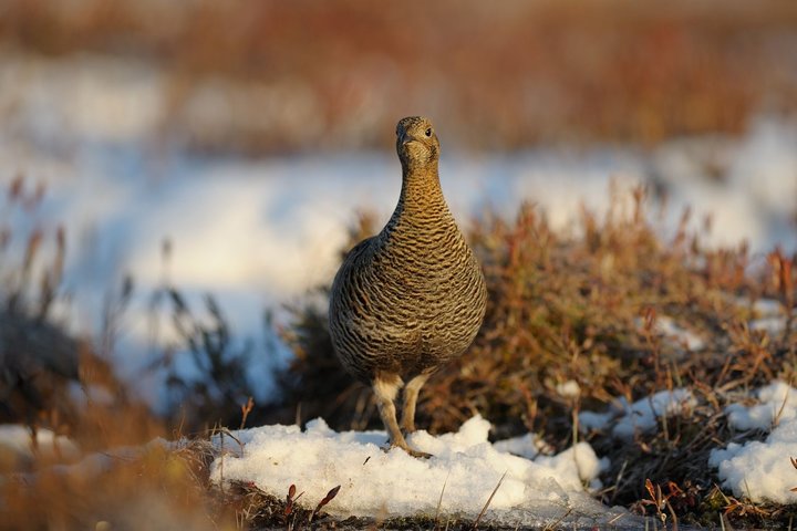 DSC_9684.jpg