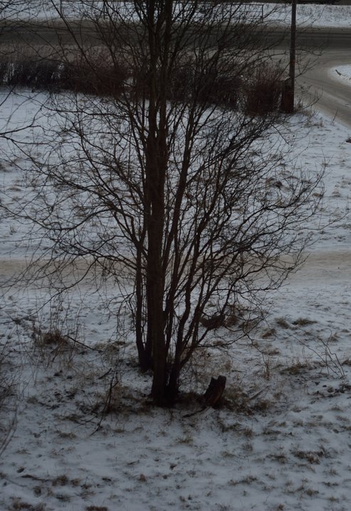 DSC_2980.JPG