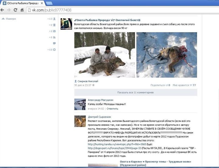 волки.JPG