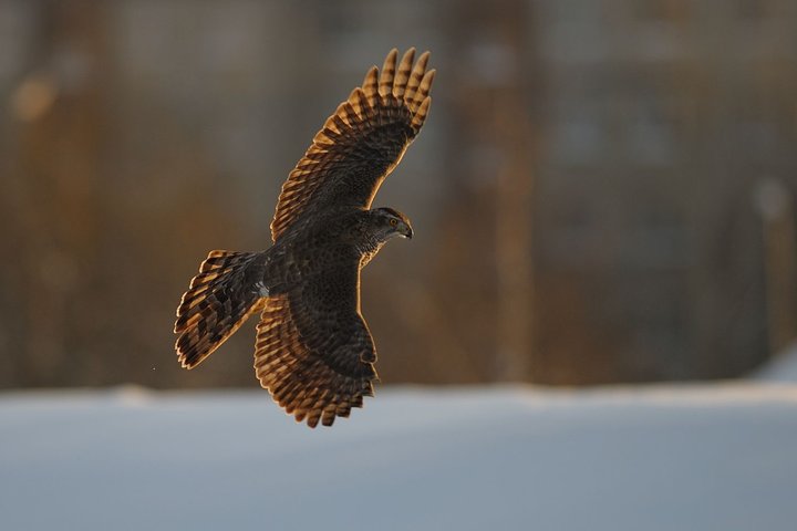 DSC_0906.jpg