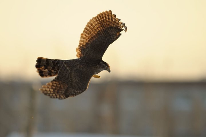 DSC_0907.jpg