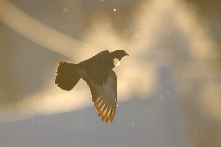 DSC_1241.jpg