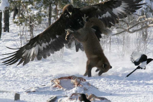 1168982156_fight_4.jpg