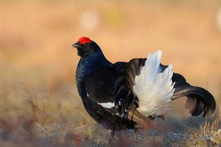 DSC_5901.jpg