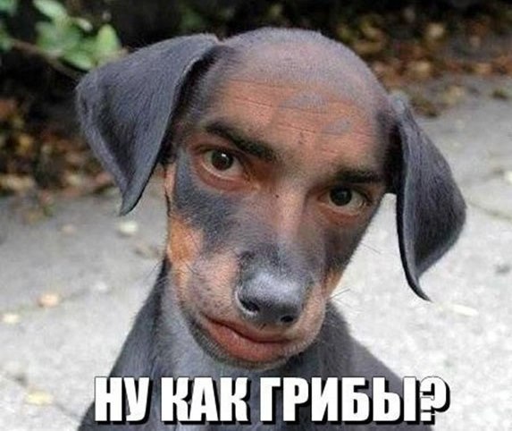 T1VINFQKuxs.jpg