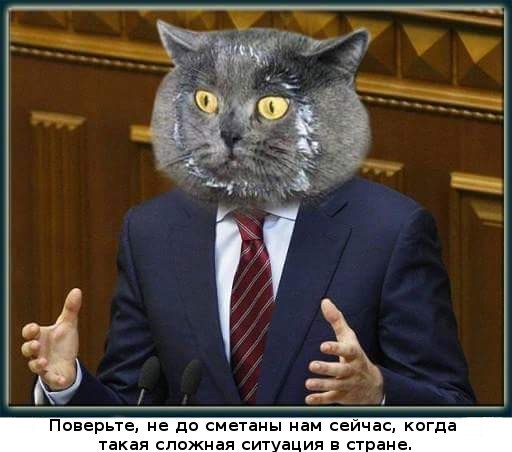 кот.jpg