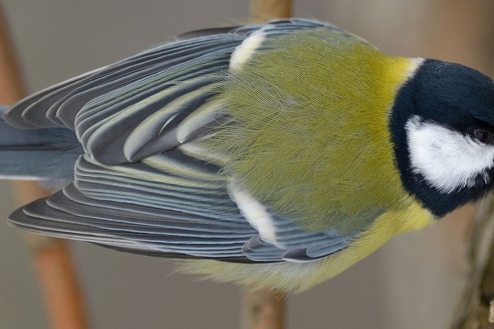 DSC_4538.jpg1.jpg