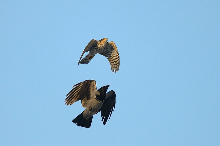 DSC_4822.jpg