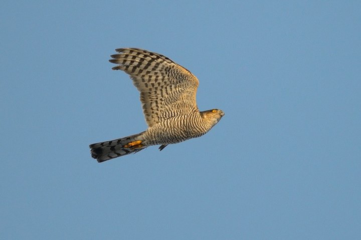 DSC_4826.jpg
