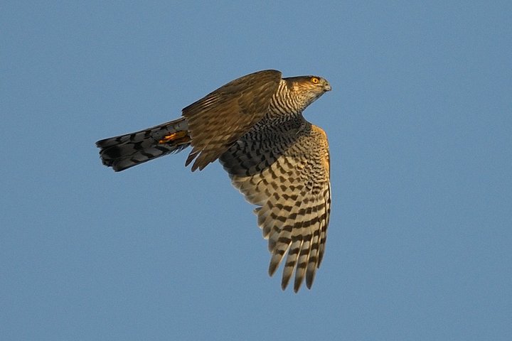 DSC_4825.jpg