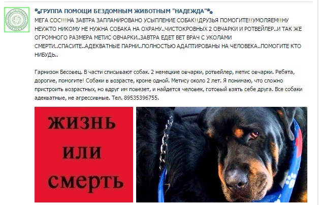 Соб.jpg