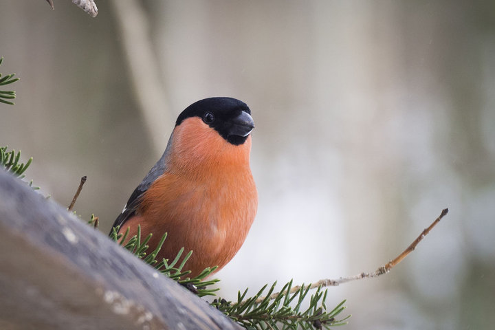 P3080144.jpg (149.56 КБ) 5588 просмотров P3080144.jpg