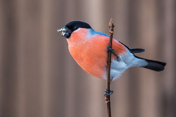 M25A9112.jpg (146.95 КБ) 4740 просмотров M25A9112.jpg