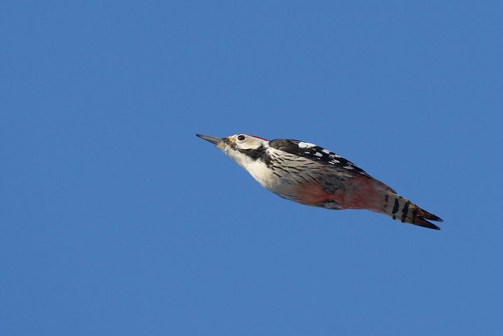 DSC_7127.jpg