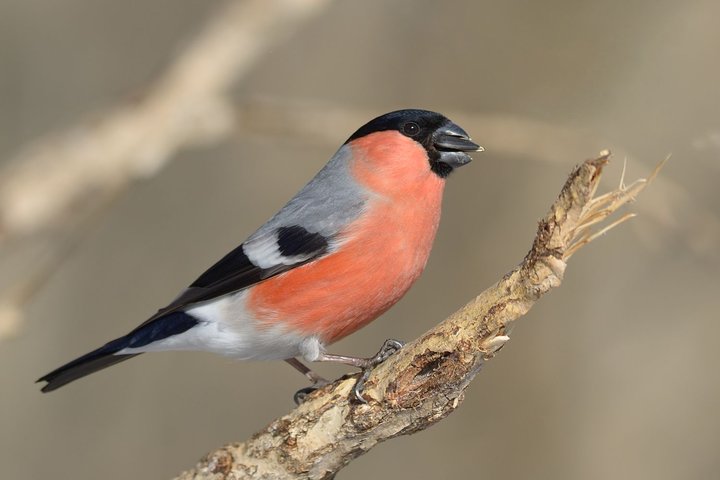 DSC_7223.jpg