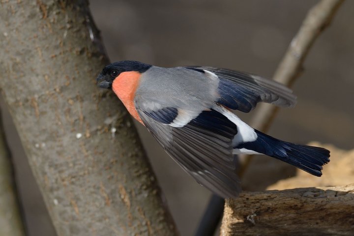 DSC_7253.jpg