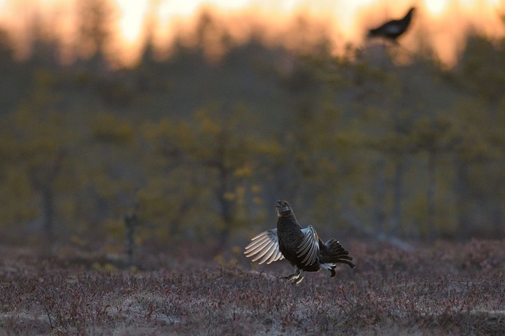 DSC_6425.jpg