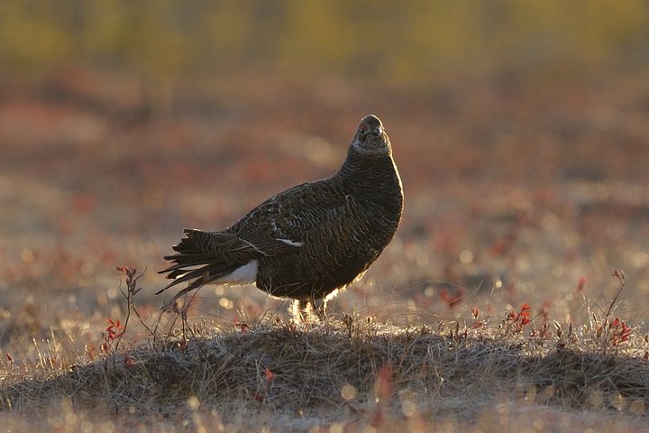 DSC_6704.jpg