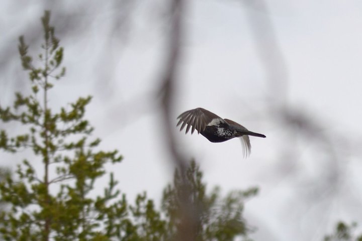 DSC_8385.jpg