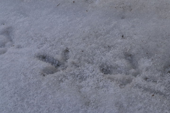 DSC_0088.JPG